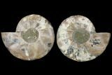 Agatized Ammonite Fossil - Madagascar #122409-1